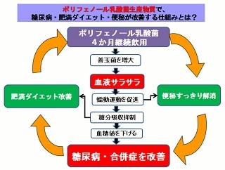 ポリフェノール乳酸菌生産物質の効果,ポリフェノール乳酸菌生産物質,サプリメント,タブレット,効能,効果,乳酸菌生産物質,乳酸菌発酵ぶどう,ペトラウメカ,植物インシュリン,生活習慣病,肥満,便秘,血糖値を下げる,高血糖,免疫力低下,糖尿病,食事制限